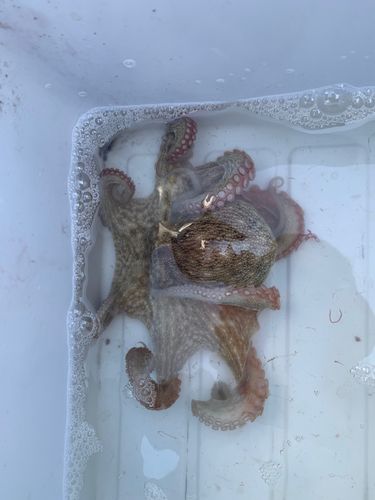 タコの釣果
