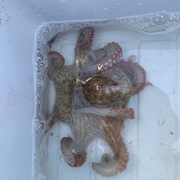 タコ