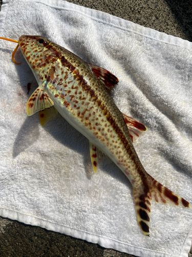 ヨメヒメジの釣果