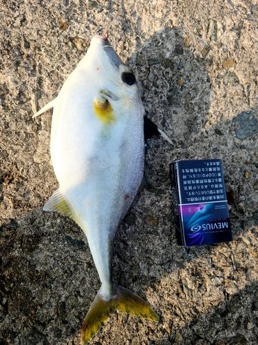 ギマの釣果