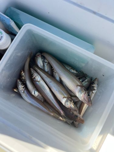 キスの釣果