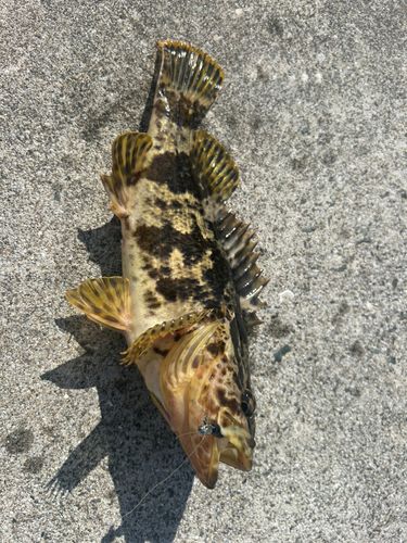 メバルの釣果