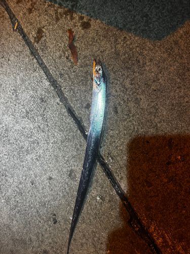 タチウオの釣果