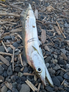 テンジクタチの釣果