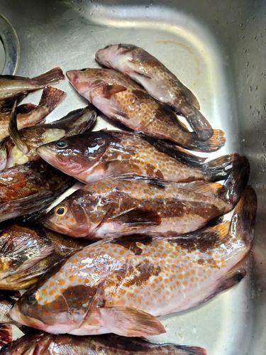 キジハタの釣果