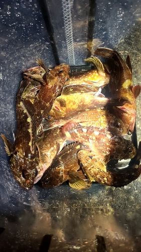 ガシラの釣果