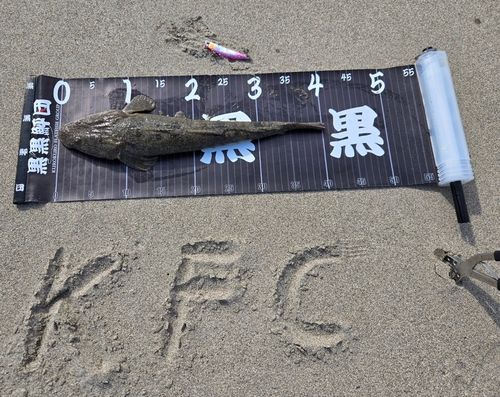マゴチの釣果