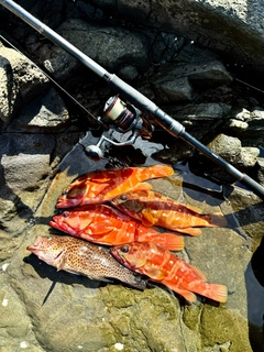 アカハタの釣果