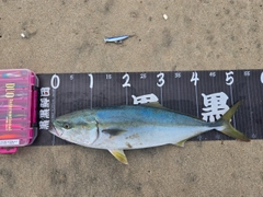 イナダの釣果