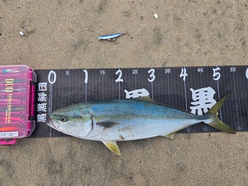 イナダの釣果