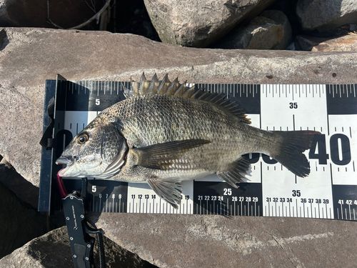 チヌの釣果