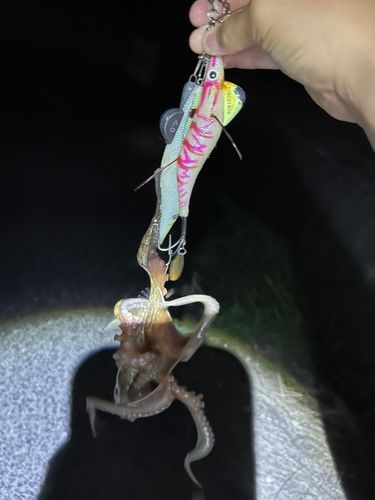 タコの釣果