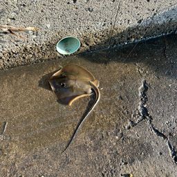 アカエイ