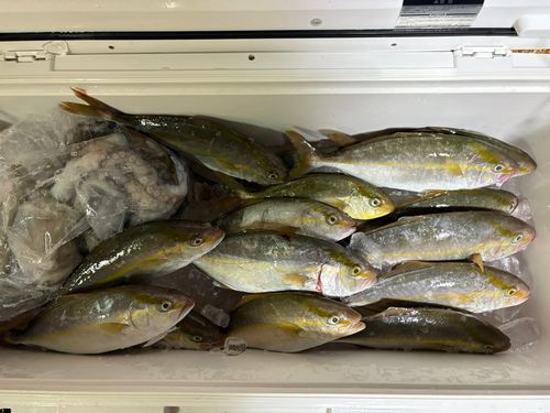 シオの釣果
