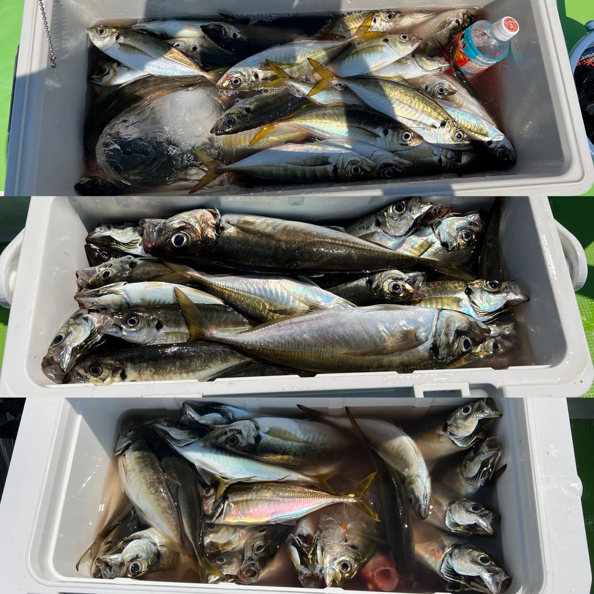 政信丸さんの釣果 3枚目の画像