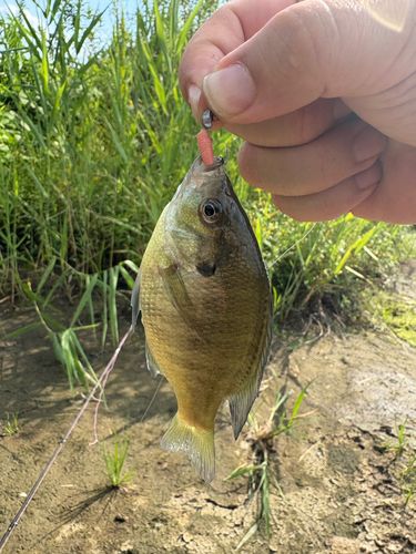 ブルーギルの釣果