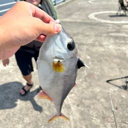 ギマ