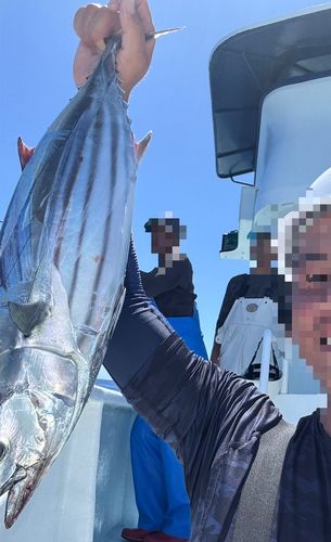 カツオの釣果