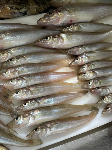 キスの釣果