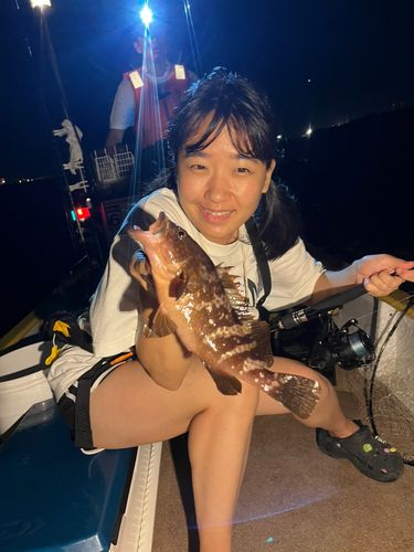 キジハタの釣果