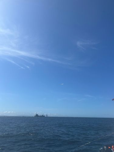 マダコの釣果