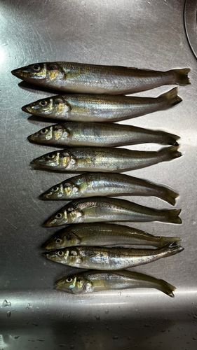 木更津沖堤防の釣果・釣り場情報【2025年最新】 - アングラーズ