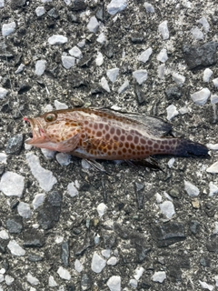 オオモンハタの釣果