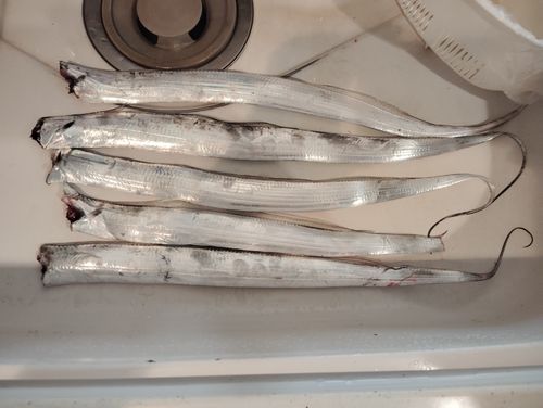 タチウオの釣果