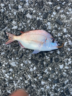 タイの釣果