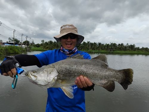 バラマンディの釣果