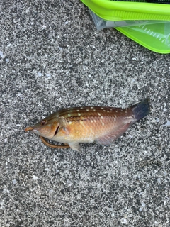 ベラの釣果