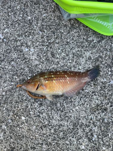 ベラの釣果