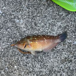 ベラ