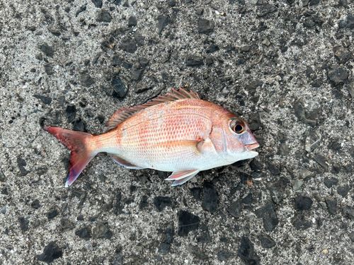 チャリコの釣果