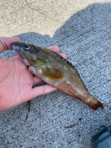 アカハタの釣果