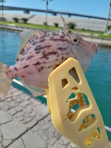カワハギの釣果