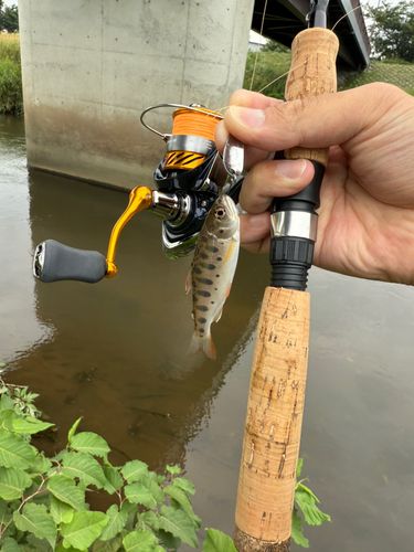 ヤマメの釣果