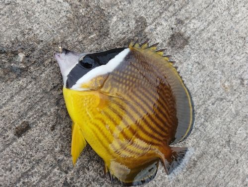 チョウチョウウオの釣果