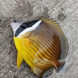 チョウチョウウオ