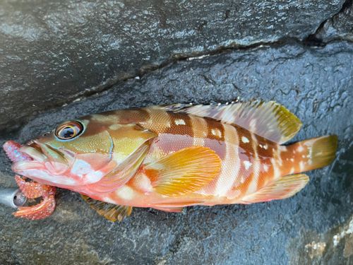 アカハタの釣果