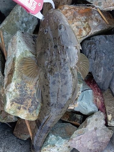 マゴチの釣果