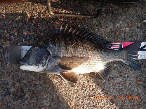 クロダイの釣果