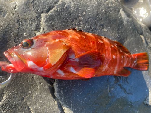 アカハタの釣果