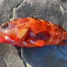 アカハタ
