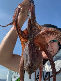 マダコの釣果