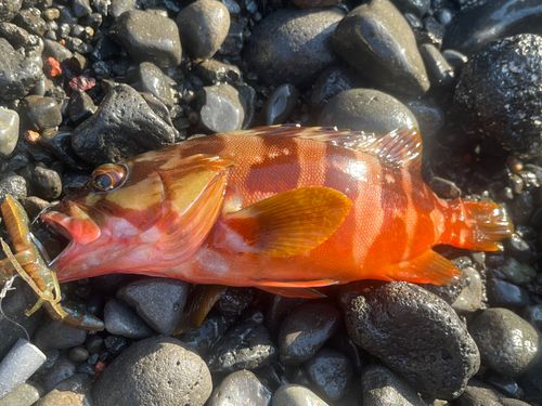 アカハタの釣果