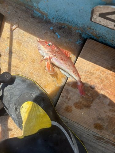 カナガシラの釣果
