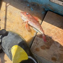 カナガシラ