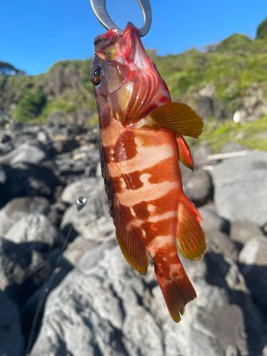 アカハタの釣果