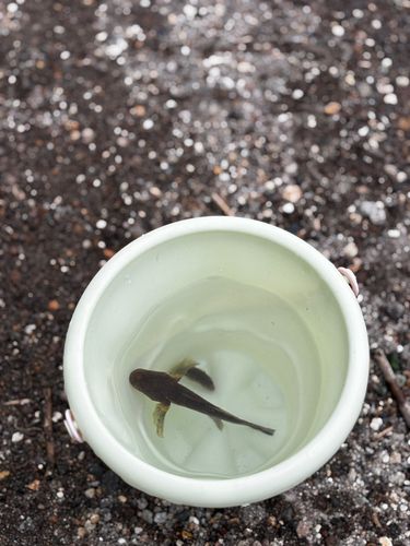 チチブの釣果